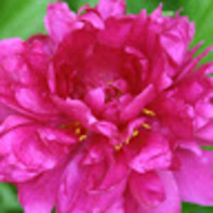 Meet your Posher, Rita